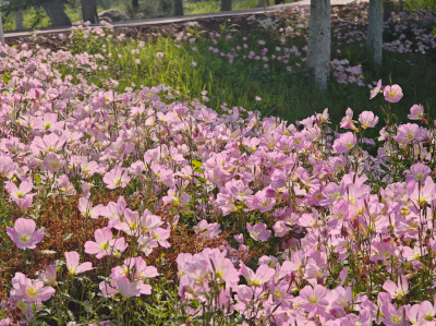 漫步花路，收集一路芬芳