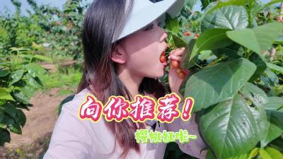 ​【向你推荐】樱桃熟啦！在枝江想体验樱桃采摘的乐趣，来这里就对了，今天我们打卡的是——双红砂梨合作社。