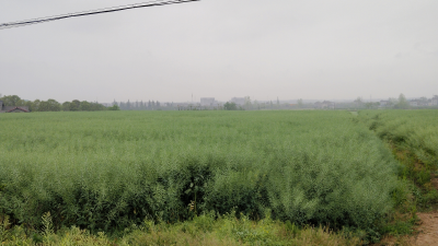 三藏寺村：春雨润大地，农田焕新机