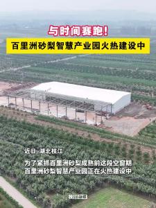 ​与时间赛跑！枝江百里洲砂梨智慧产业园火热建设中！