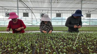 湖北枝江：南瓜根上结新果 育苗棚里有新招