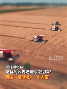 枝江：这样的收麦场景你见过吗？疑似误入“小人国”