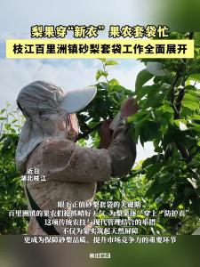 梨果穿“新衣”，果农套袋忙！枝江百里洲镇砂梨套袋工作全面展开！