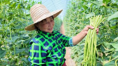 宜昌枝江：七星台镇豇豆喜获丰收 产销两旺助力乡村振兴