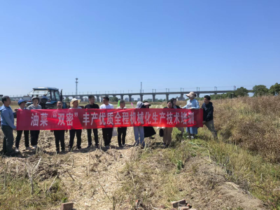 油菜分段收获与联合收获对比试验及机收损失率测定现场会在安福寺镇召开