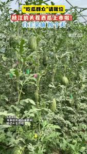 “吃瓜群众”请就位，枝江头茬西瓜上市了！