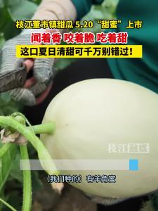 枝江董市镇甜瓜 5.20“甜蜜”上市，这口夏日清甜可千万别错过！