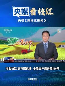 5月21日，央视《新闻直播间》栏目报道枝江：良种配良法 小麦亩产提升超150斤