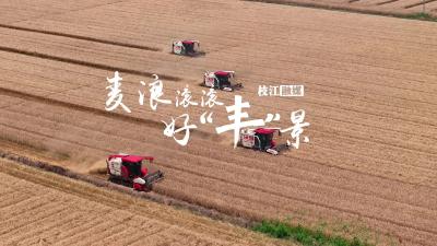 创新模式提单产，枝江小麦迎丰收。