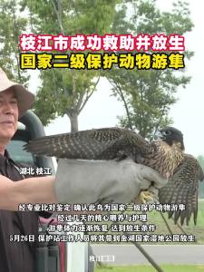 ​枝江市成功救助并放生国家二级保护动物游隼！