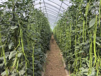 三王庙村：豇豆丰收采摘忙 人勤荷鼓笑颜开