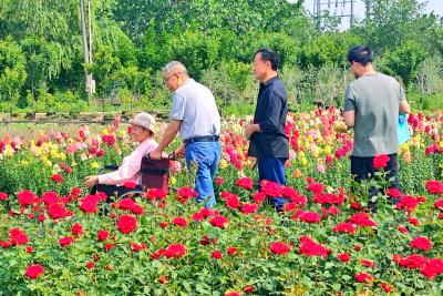 同心花海：百花盛开映春色 鲜切花采摘引新潮