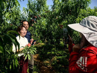 柏杨冲村：桃林盛大开园，游客采摘乐享田园风情