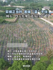 采摘正当时，美味“蓝”不住！快来枝江实现“蓝莓自由”吧~