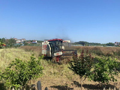 罐头嘴村：机械化收割助力油菜丰收
