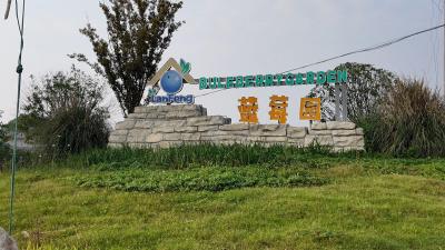 仙女镇：蓝莓缀满枝 果香迎客来