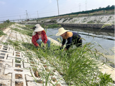 余家冲村：清淤栽花美环境 水利惠民两相宜