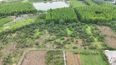 “梅”好时节 问安镇殿春杨梅园喜迎丰收