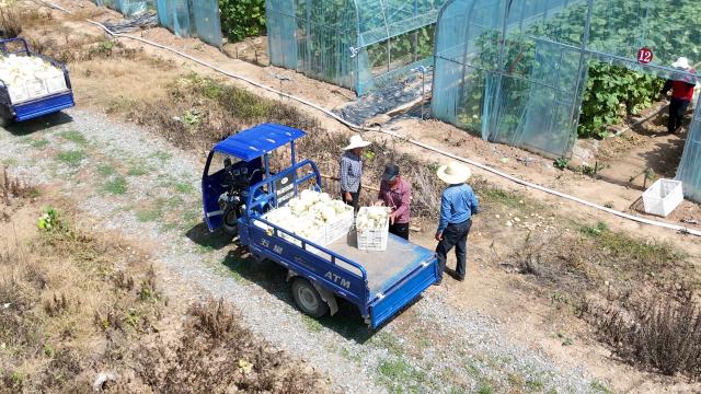 石宝山村：甜瓜变身“致富果” 甜蜜产业铺就增收路