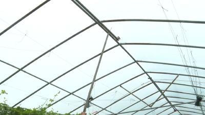 科学应对梅雨“大考” 枝江农技下乡筑牢蔬菜生产防线