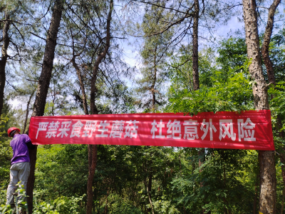 秦家塝村多措并举宣传不采不食野生磨菇 筑牢群众食品安全防线