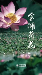 枝江金湖国家湿地公园荷花已开，趁花期正盛赶紧来打卡~