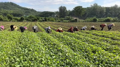 秦家塝村：“点对点”劳务输出 助力村民增收致富