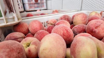 张家湾村：桃林织就致富路 产业振兴绘新篇