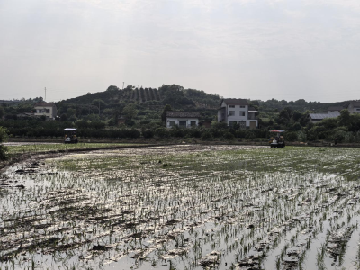 从人工到机械！灵芝山村“铁牛”插秧助力现代农业提速 