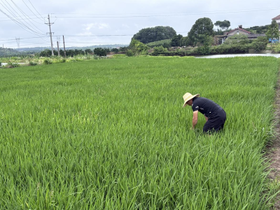 胡家畈村：甘霖普降解旱情
