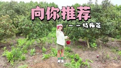 【向你推荐】梅好时节，有杨梅，才夏天。在枝江想吃到现摘现吃、生态无公害、甜到跺脚的杨梅，来这里就对了。今天我们打卡的是殿春杨梅园。