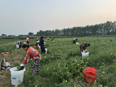 蔡家嘴村：种植毛豆迎丰收，村民家门口务工增收