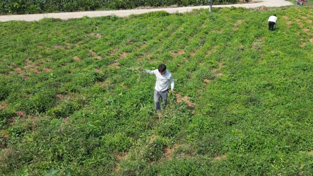 云南小伙扎根枝江 种植百部根铺就百万增收路