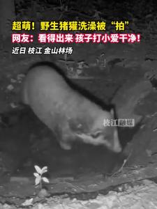 超萌！野生猪獾洗澡在枝江被“拍”，网友：看得出来，孩子打小爱干净！