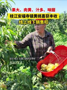 
近日，枝江安福寺镇黄桃喜获丰收