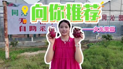 【向你推荐】打卡#枝江 好滋味，今天我们打卡的是问安镇同心桥村无人值守、自助采摘的火龙果。