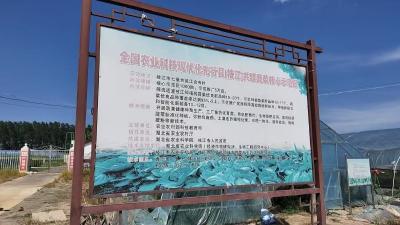 江会寺村：大棚立体种植显成效 单棚增收两千元