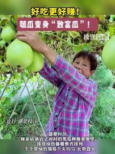 ​好吃更好赚！#枝江 瓠瓜变身“致富瓜”！