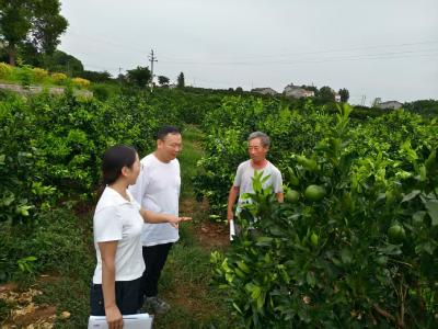 科技下乡破瓶颈 专家送技促增收——宜昌市农科院精准指导助力清水溪脐橙产业升级