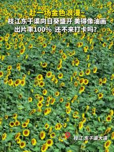 赴一场金色浪漫！枝江向日葵花海等你来打卡~~