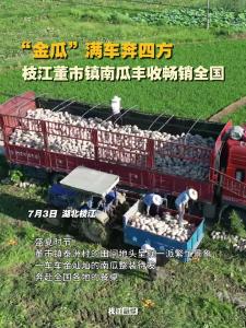 ​“金瓜”满车奔四方，枝江董市镇南瓜丰收畅销全国！