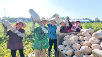 湖北枝江：董市南瓜香飘全国！400亩瓜田奏响盛夏丰收曲
