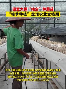 近日，枝江七星台镇蘑菇成熟，“错季种植”盘活农业空档期