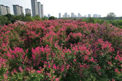 紫薇花开，来枝江邂逅一场夏日浪漫