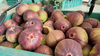 东方年华波姬红无花果开园上市 日供鲜果300斤