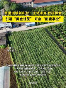 枝江百里洲镇新和村：主动求变，积极探索！引进“黄金甘蔗”，开启“甜蜜事业”！