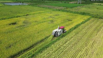 董市镇再生稻头茬收割 稻花香里喜丰收