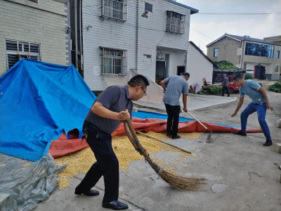 沙碛坪村：暴雨将至 村干部紧急驰援助农抢收粮食
