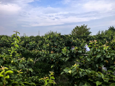 柏杨冲村：一条抖音引爆爱心助力，万斤黄花梨销售一空