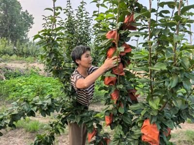 百里洲镇：砂梨飘香时，邻里互助采摘忙